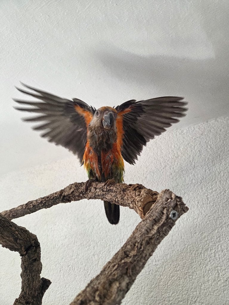 Super schattige roodbuik papegaai mannetje Baby, Dieren en Toebehoren, Mannelijk, Papegaai, Pratend