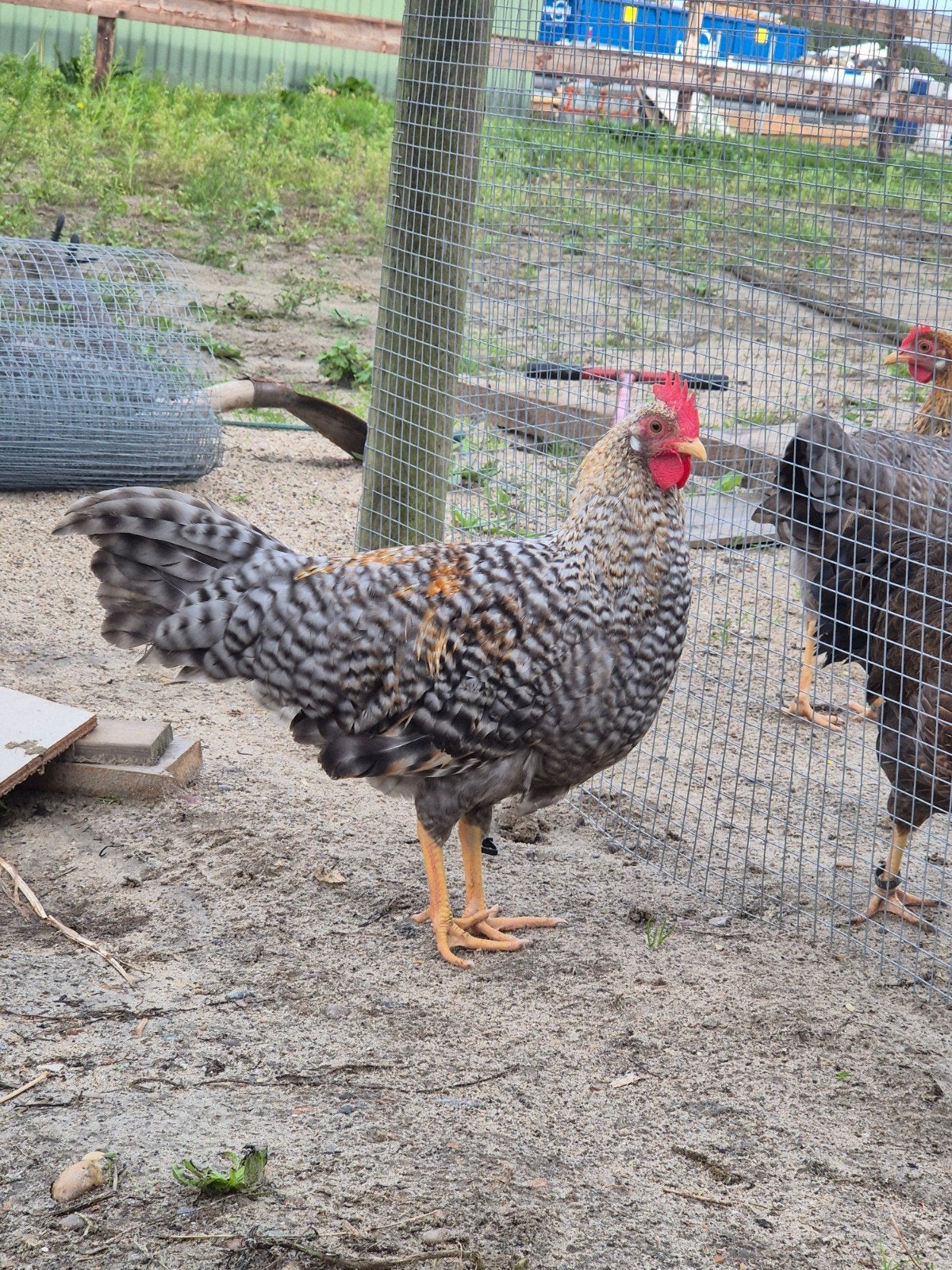 Prachtige Jonge Leghorn Koekoek patrijs Haan, Mannelijk, Kip