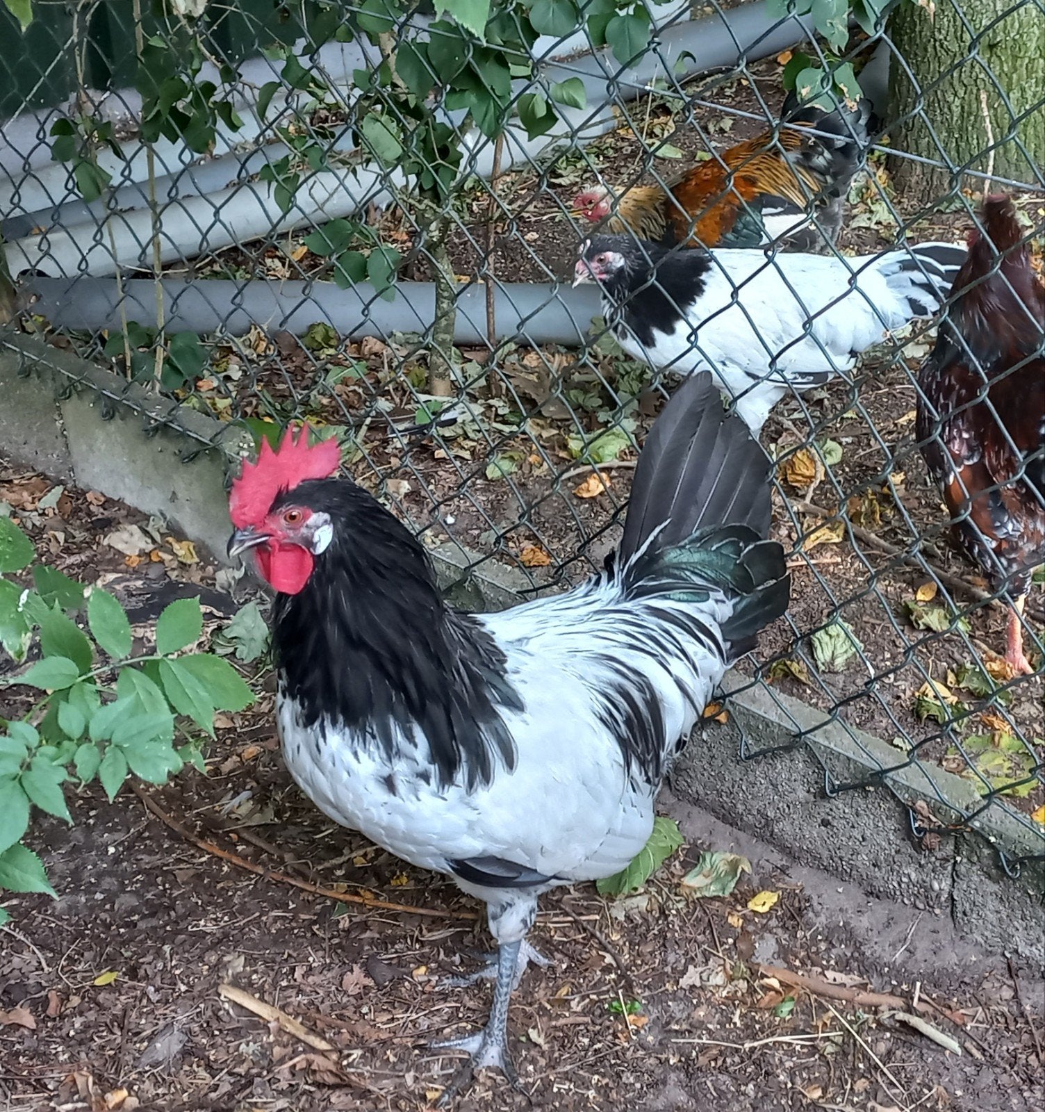 Lakenvelder hen en haan, broed eind maart 2026, Meerdere dieren, Kip