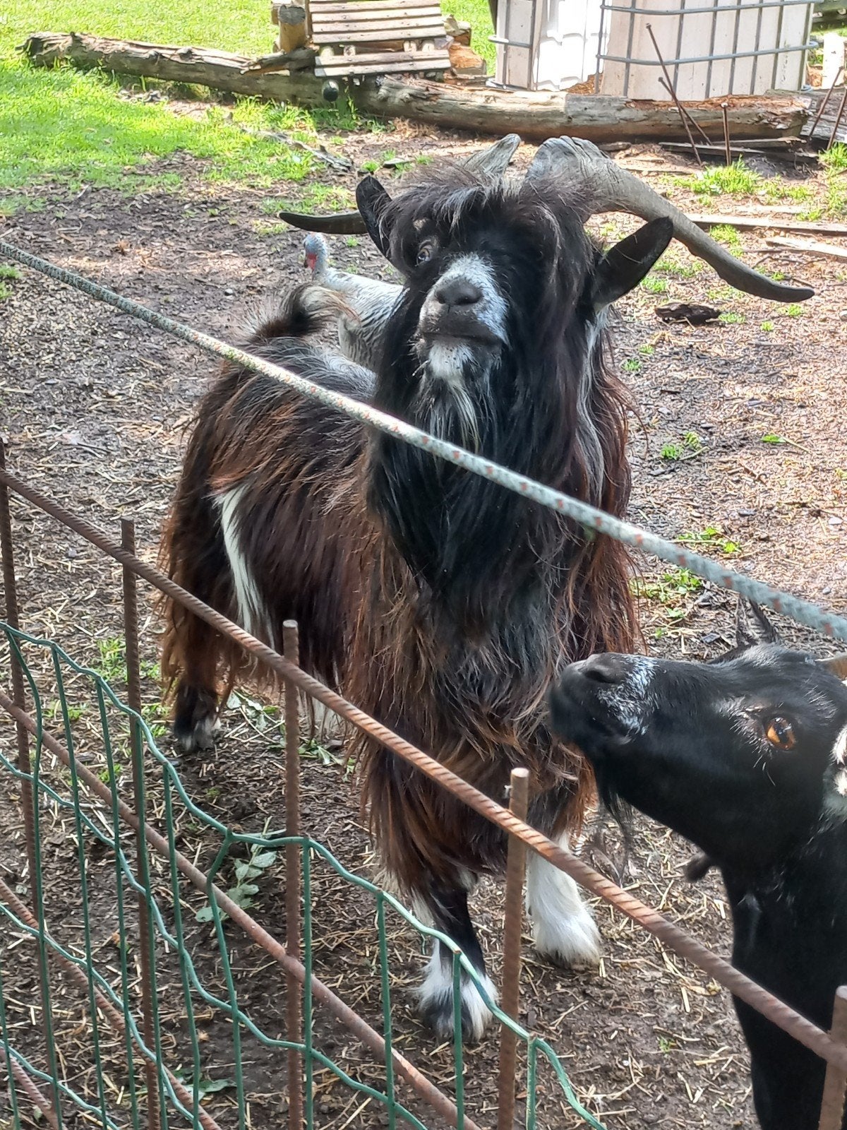 Nederlandse landgeit bok, Dieren en Toebehoren, Mannelijk, Geit