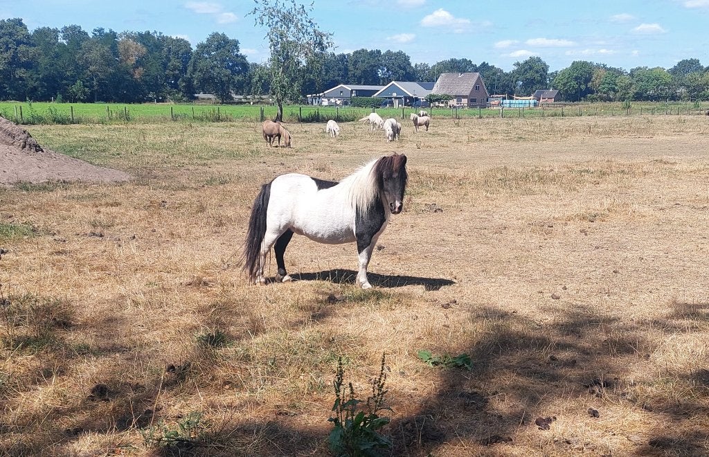 Prachtige zwartbonte mini merrie!!, Dieren en Toebehoren, Merrie