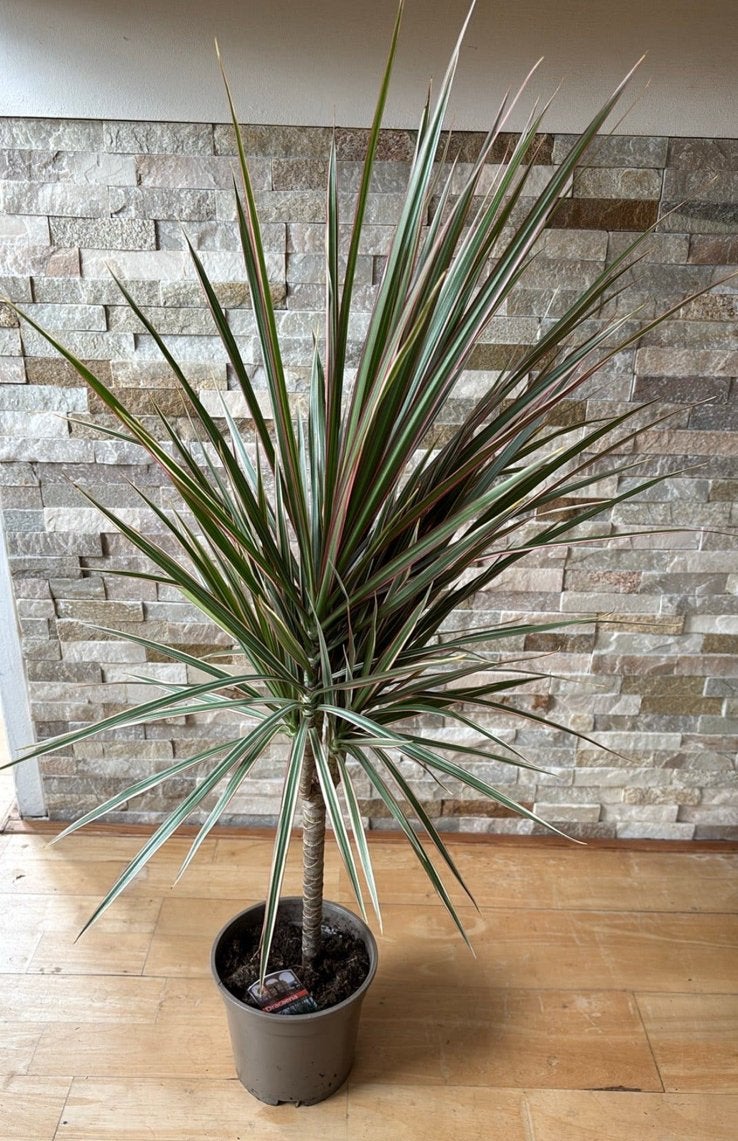 Dracena marginata, Overige soorten, Minder dan 100 cm, Groene kamerplant, Halfschaduw