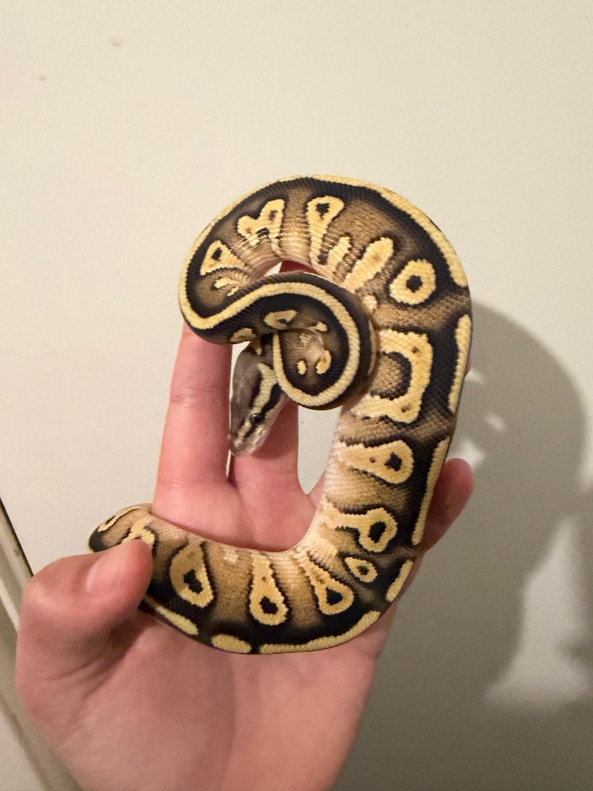 0.1 Ballpython / Regius