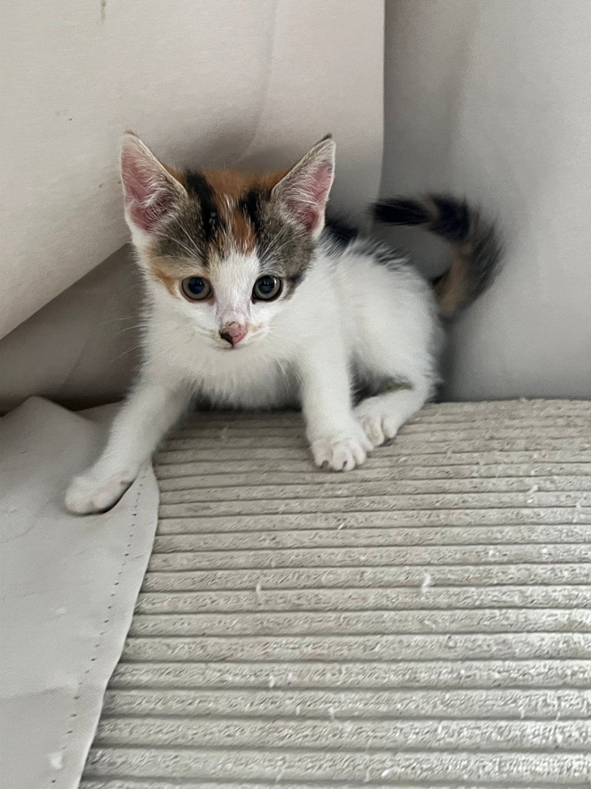 Kittens te koop, Dieren en Toebehoren, Meerdere dieren