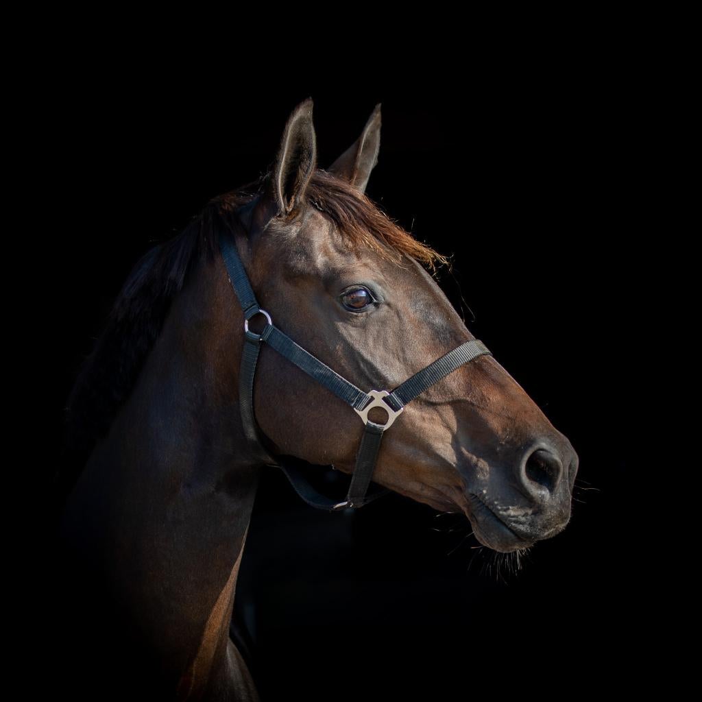 Interessante fokmerrie te koop!, Merrie, Dressuurpaard, 11 jaar of ouder, 165 tot 170 cm