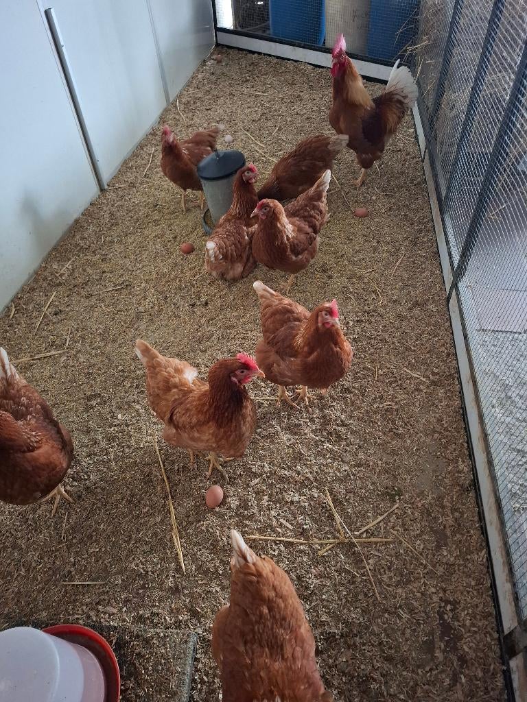 Broedeieren isa brown, Dieren en Toebehoren, Pluimvee, Meerdere dieren, Kip