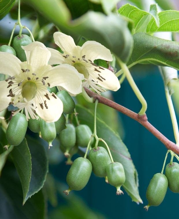 Kiwibes Actinidia ‘Issai’ klimplant met kleine gladde kiwi's, Vaste plant, Ophalen of Verzenden, Halfschaduw, Zomer