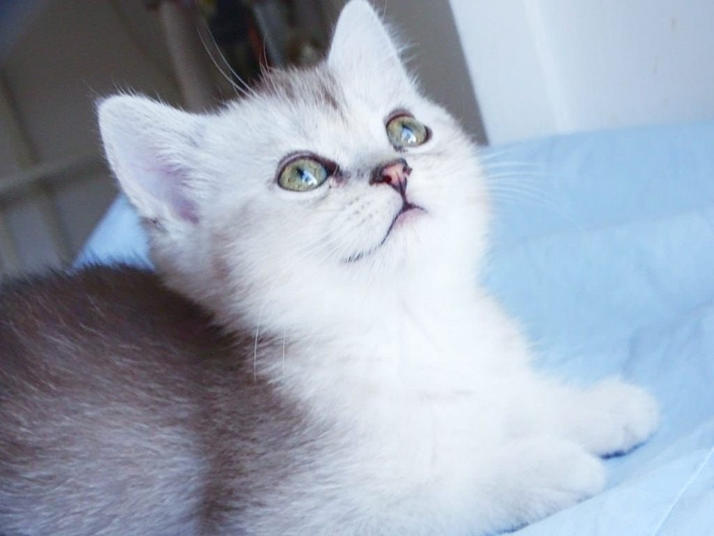 Ragdoll x Britse Langhaar Kittens | Super Lief & Sociaal!, Meerdere dieren, Ontwormd, 0 tot 2 jaar