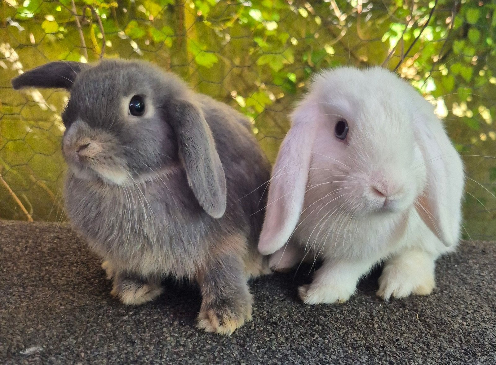 MINILOP KOPPELTJE REGIO BALEN GERESERVEERD !, Dieren en Toebehoren, Meerdere dieren, Klein, Hangoor, 0 tot 2 jaar