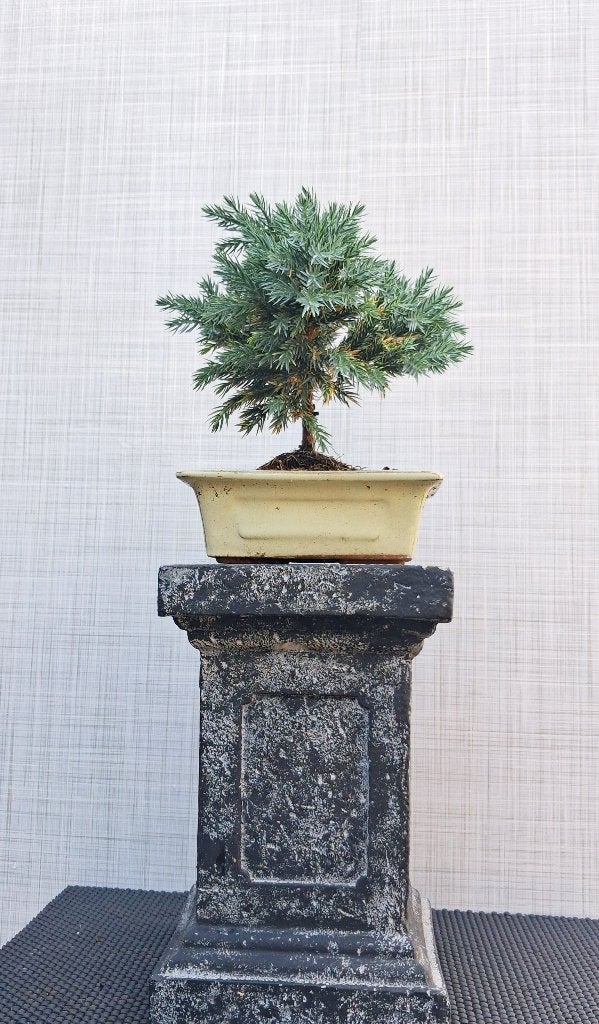 1 Bonsai Juniperus Squamata Blue Star-Blauw Dwergjeneverbes, In pot, Bloeit niet, Halfschaduw, Minder dan 100 cm