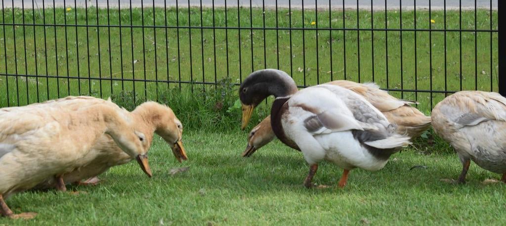 Broedeieren saksen eenden, Dieren en Toebehoren, Pluimvee, Geslacht onbekend, Eend