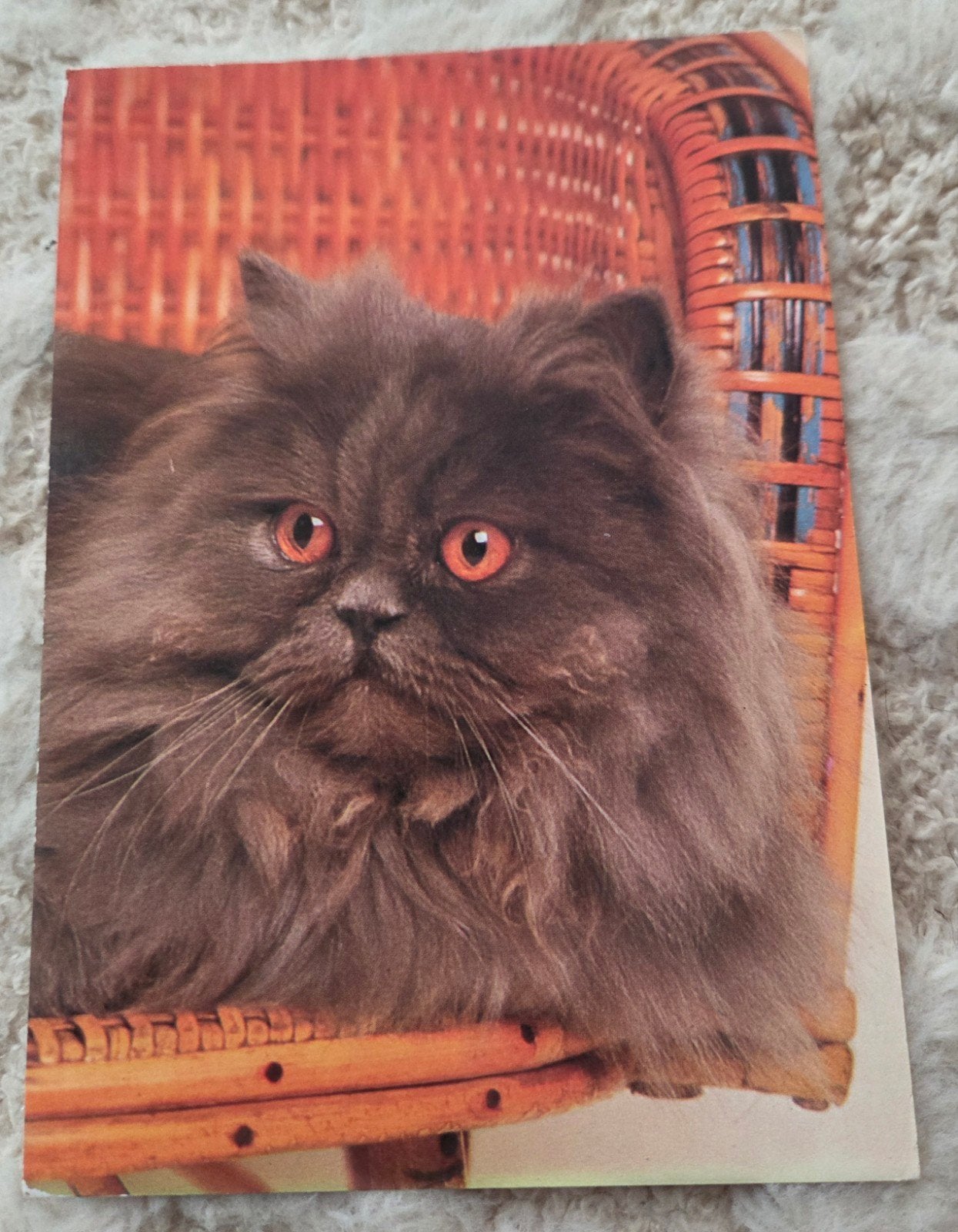 Perzische kat, Verzenden, 1980 tot heden, Gelopen, Hond of Kat