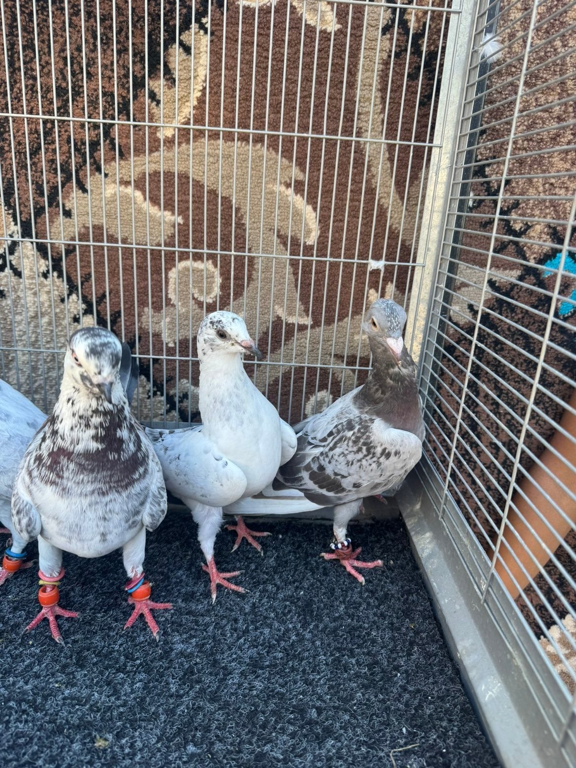 mooie kleine duiven, Dieren en Toebehoren, Vogels | Duiven