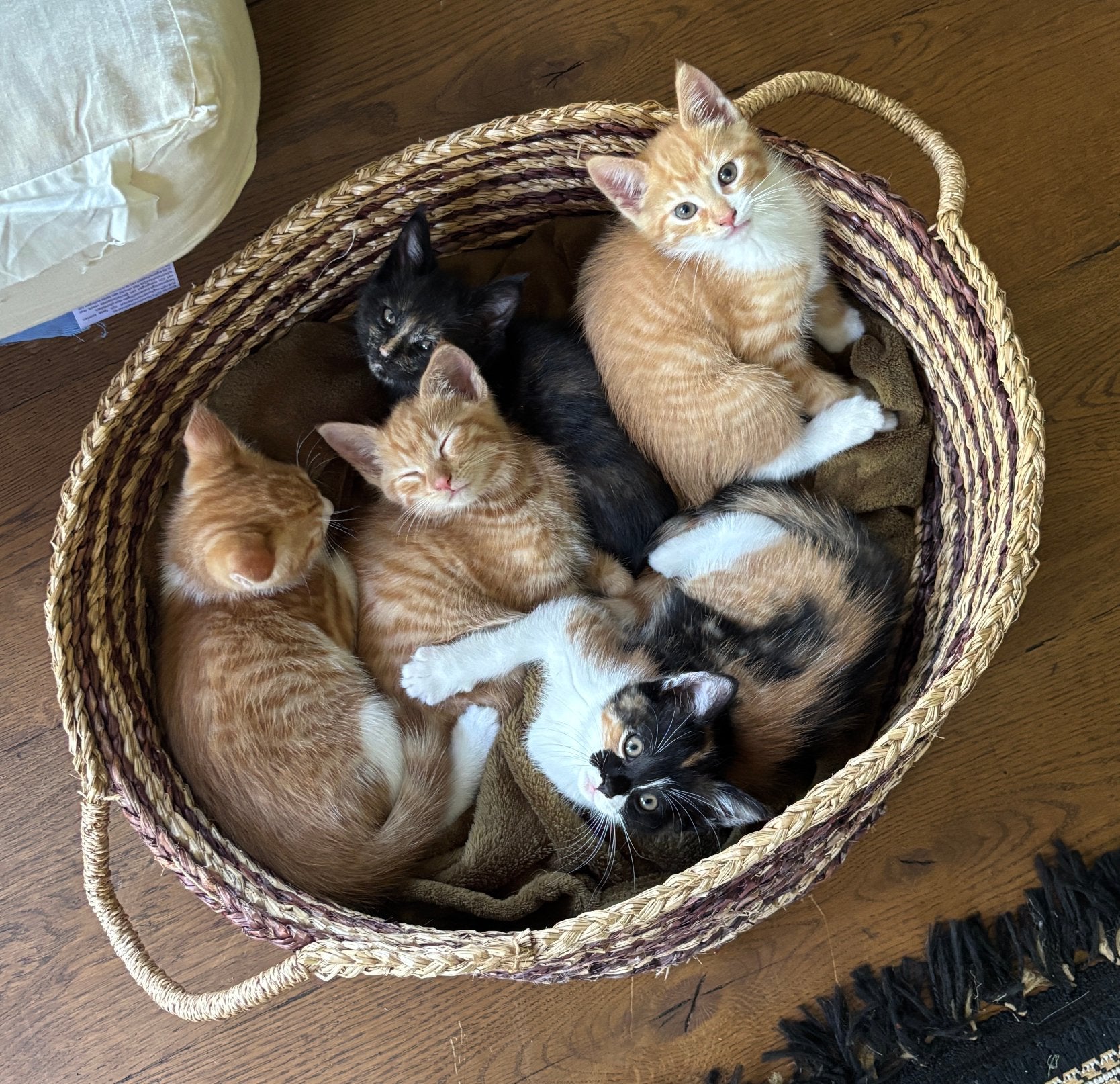 Lieve kittens, Dieren en Toebehoren, Katten en Kittens | Overige Katten, Poes, Kortharig, 0 tot 2 jaar