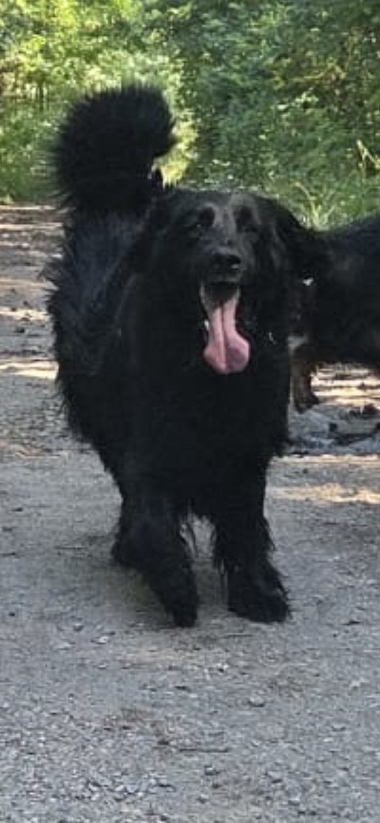 Hovawart-puppy's met stamboom, Overige rassen, 8 tot 15 weken, Parvo, Meerdere