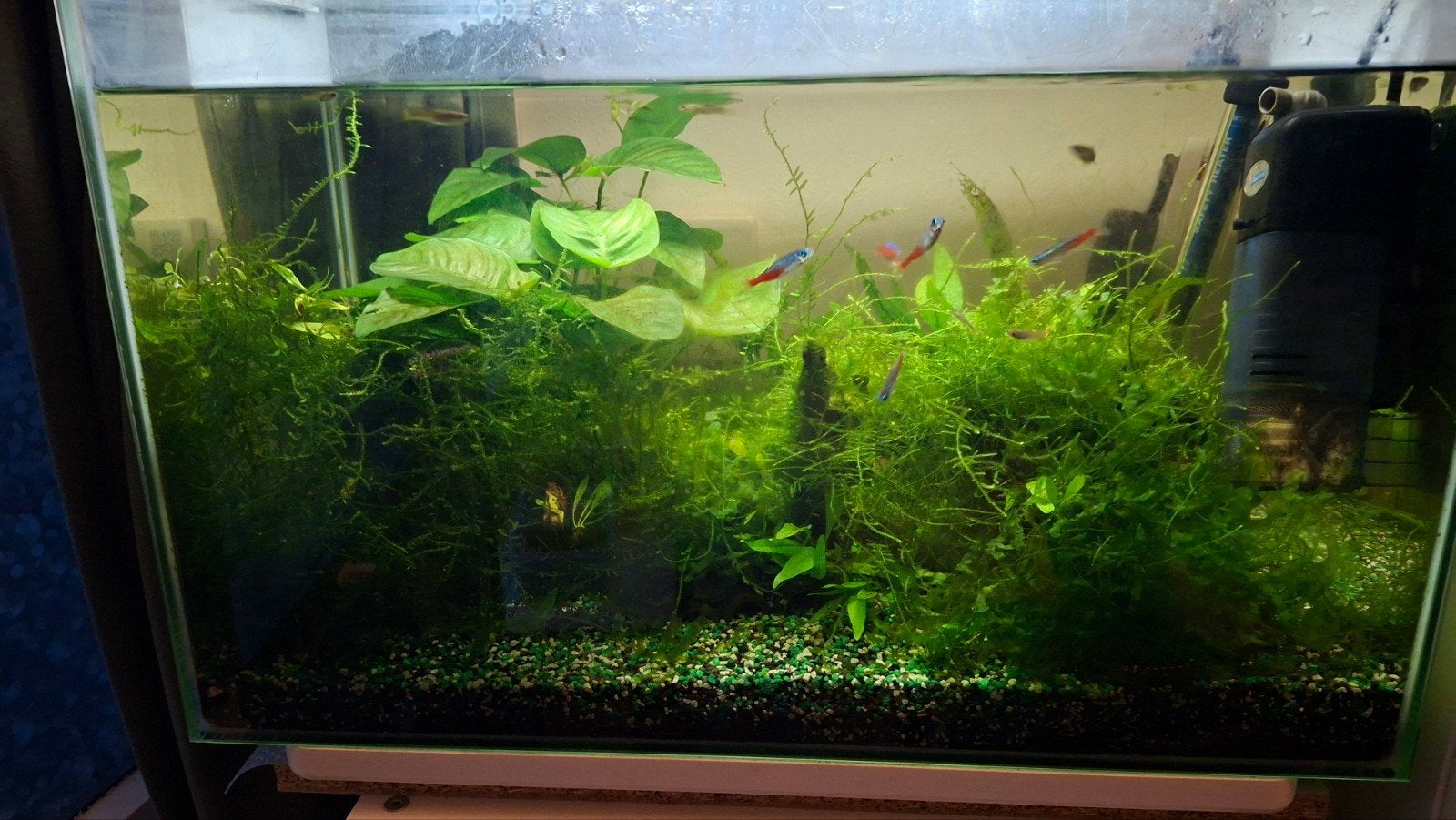 superfish home 60 aquarium  compleet, Ophalen, Zo goed als nieuw, Gevuld zoetwateraquarium