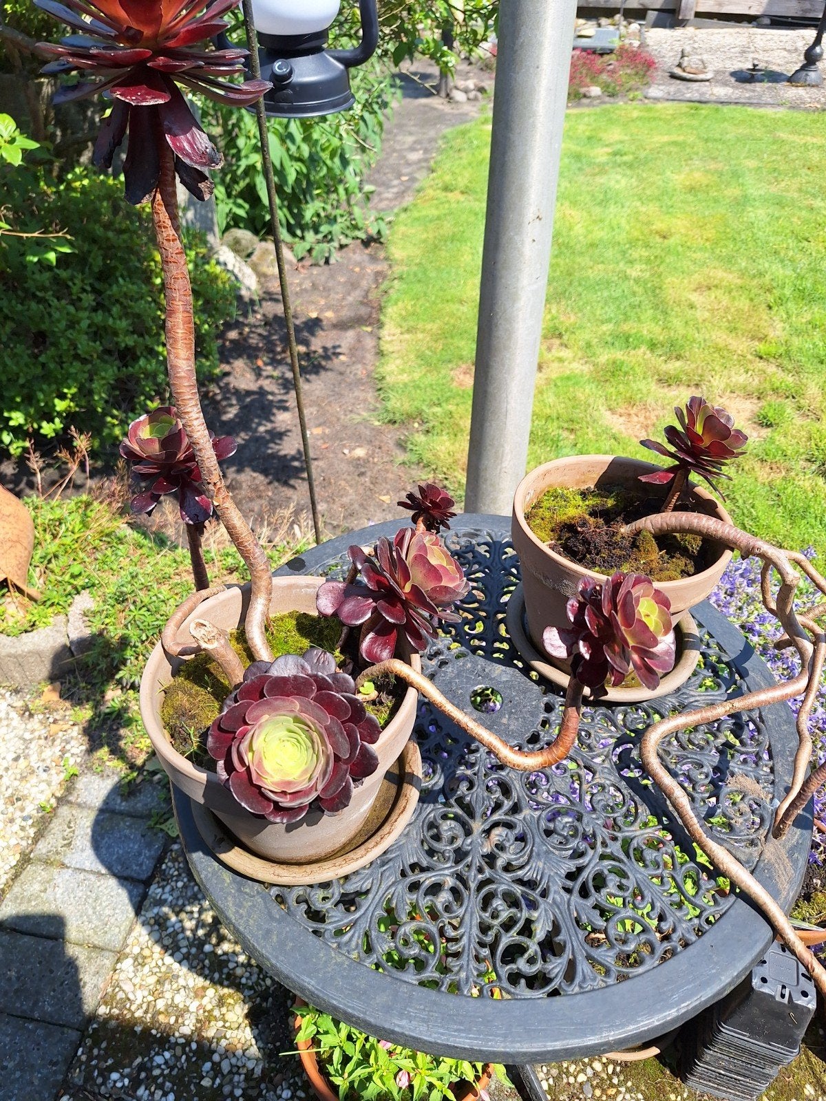 Prachtige vetplanten voor binnen en buiten, Ophalen of Verzenden, Overige soorten, Volle zon
