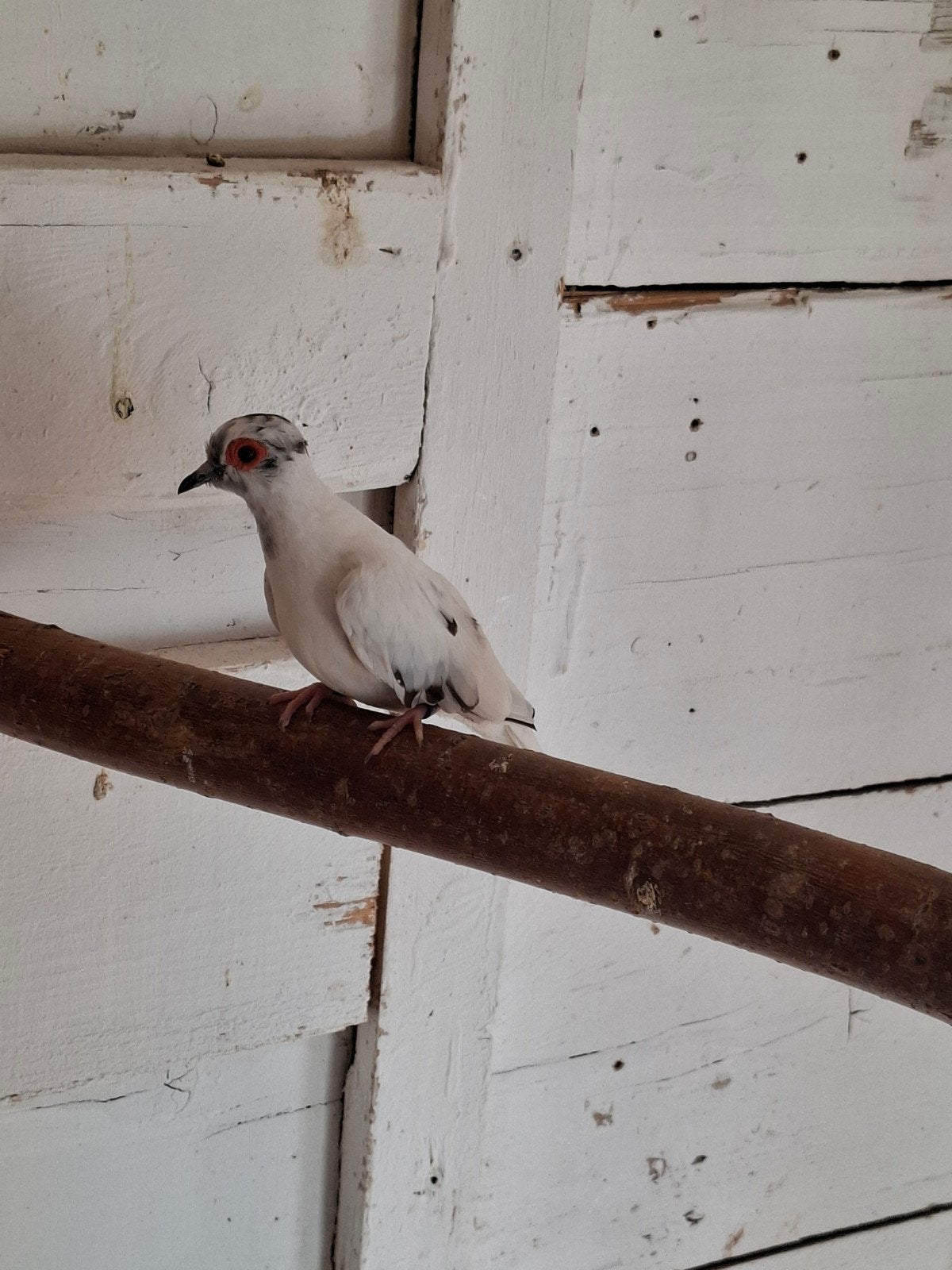 diamant duifje, Dieren en Toebehoren, Vogels | Overige Vogels, Mannelijk