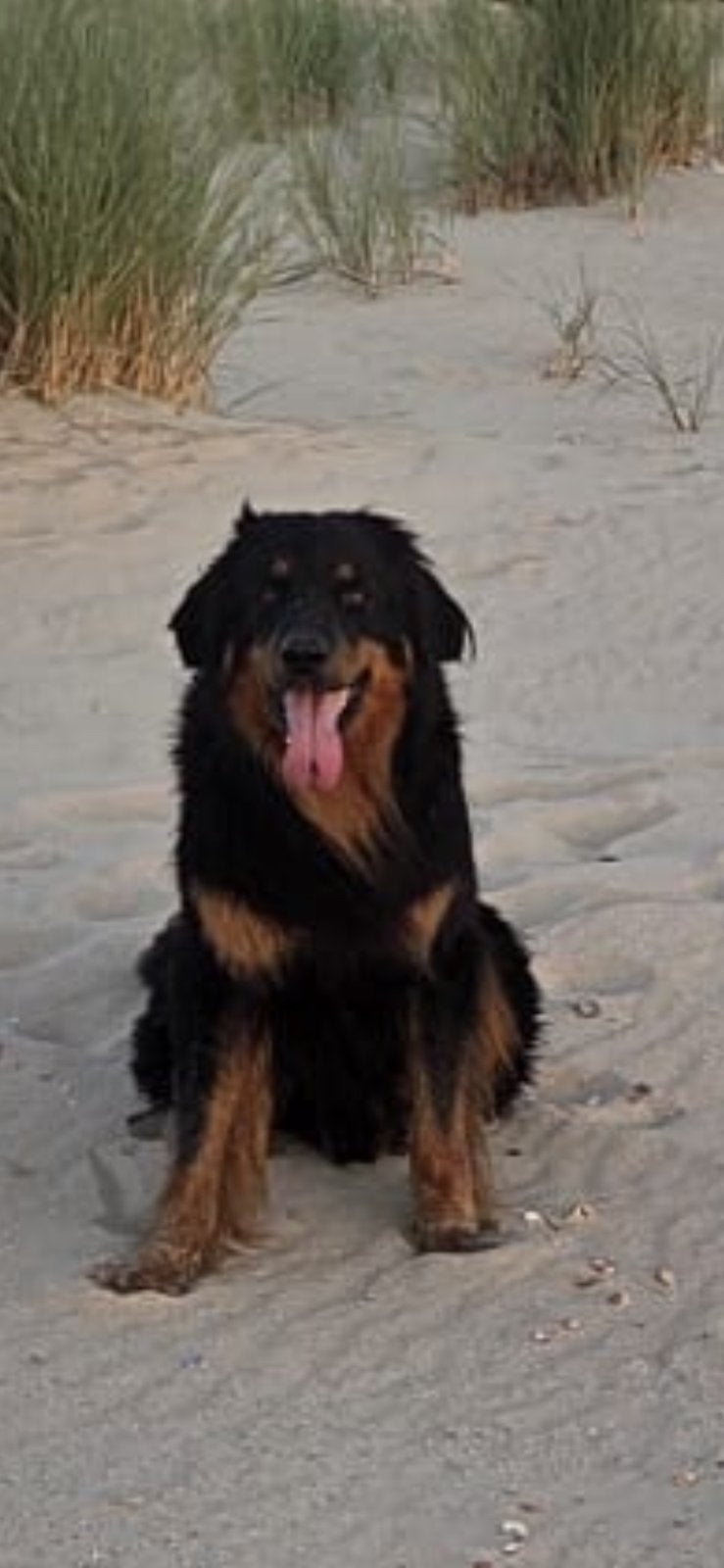 Hovawart-puppy's met stamboom, Overige rassen, 8 tot 15 weken, Parvo, Meerdere