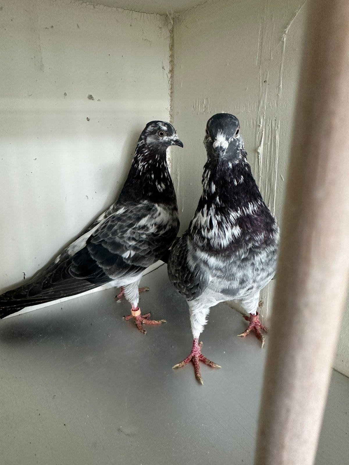 Tipplers hoogevliegers, Meerdere dieren, Postduif