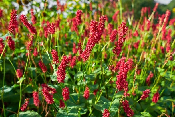 Vaste plant : Persicaria rood, 5 euro, Volle zon, Vaste plant, Zomer, Ophalen