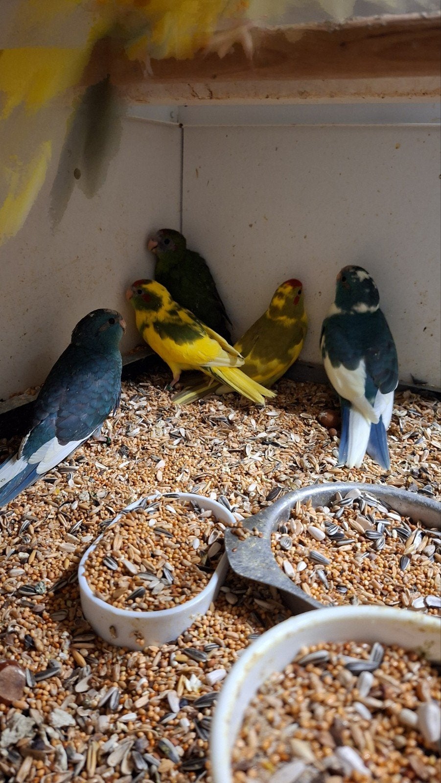 kakariki poppen en onverwante  koppels, Meerdere dieren, Parkiet