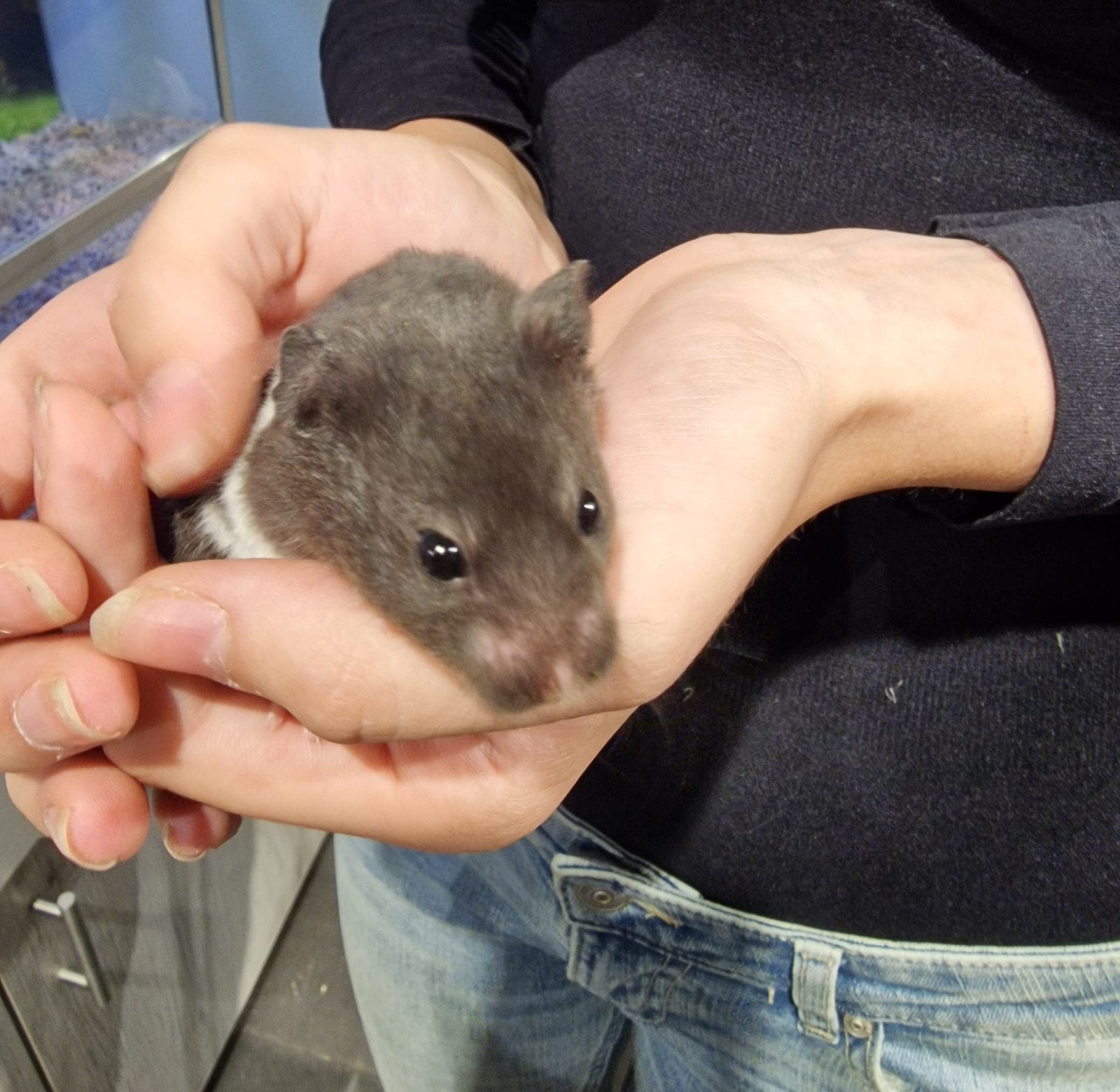 Foto 7 van Syrische hamsters super lief en super tam.
