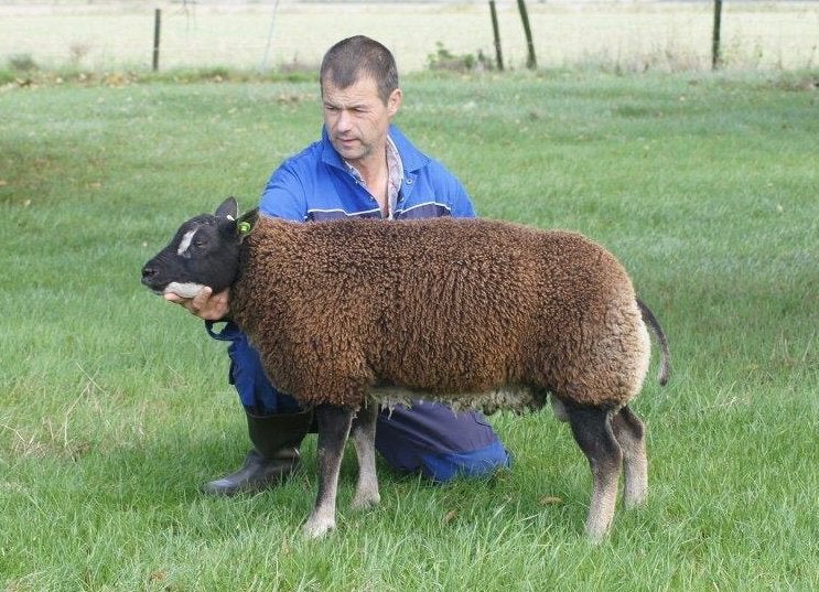 Te koop dassenkop dekram, Dieren en Toebehoren, Schapen, Geiten en Varkens, Mannelijk, Schaap