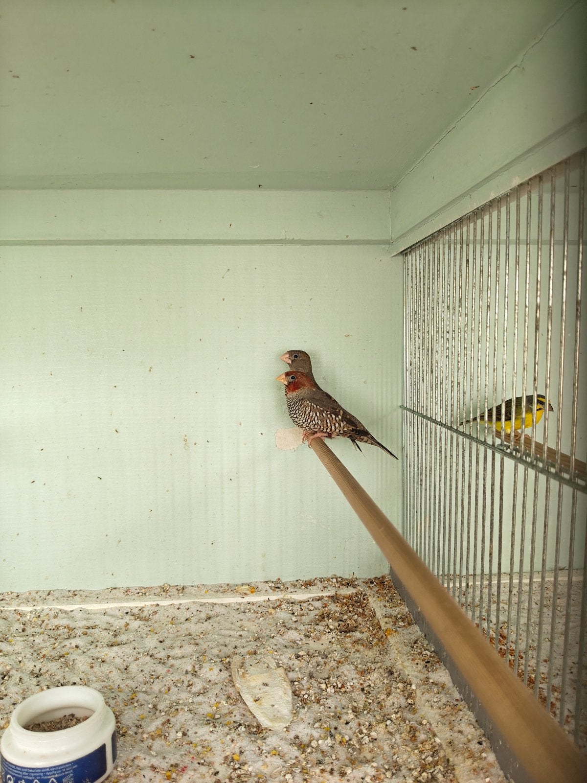 Roodkopamandine, Dieren en Toebehoren, Vogels | Overige Vogels, Meerdere dieren