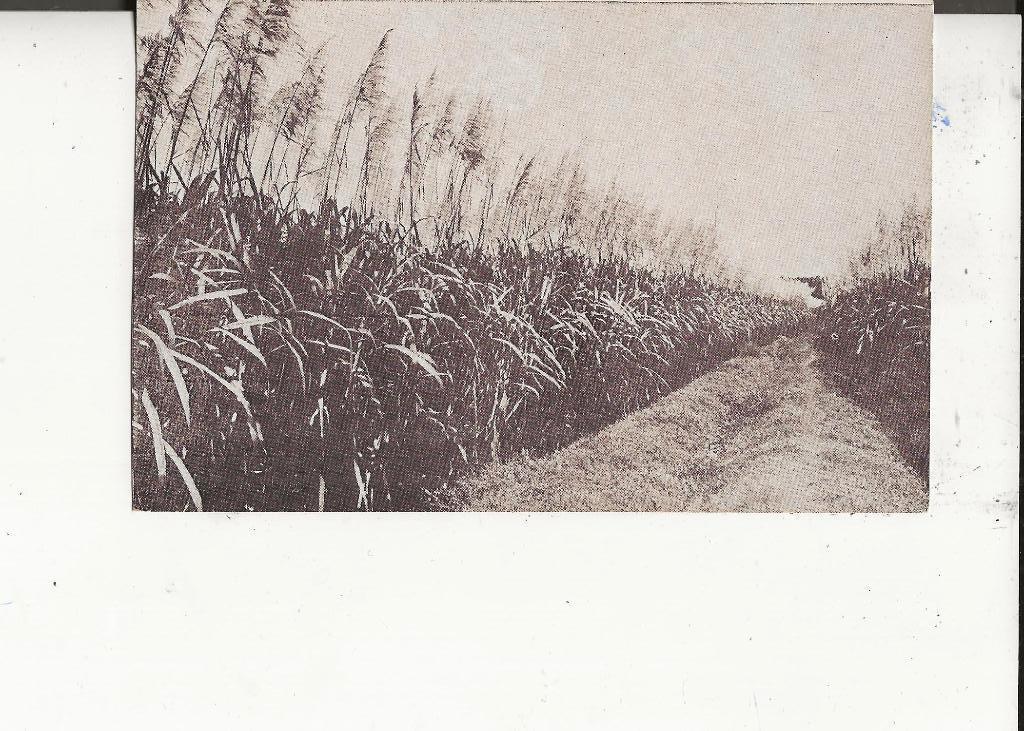 Java Bloeiend suikerriet Kon Ver.Kol.Instituut, Verzamelen, Ophalen of Verzenden, 1920 tot 1940, Ongelopen, Buiten Europa