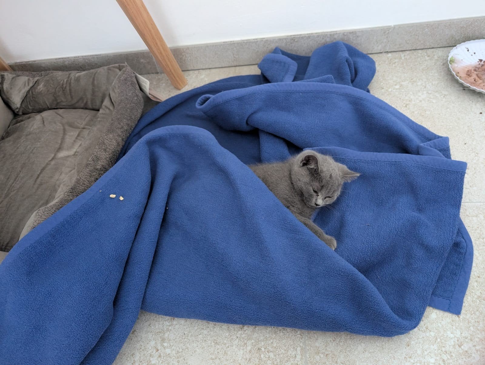 BKH Kitten kat, Kater