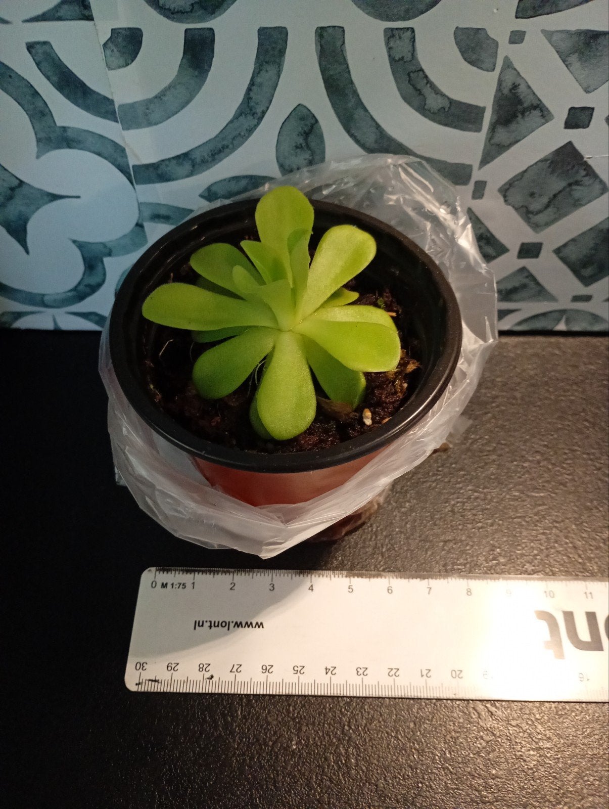 Vleesetende plant, Ophalen, Halfschaduw, Minder dan 100 cm