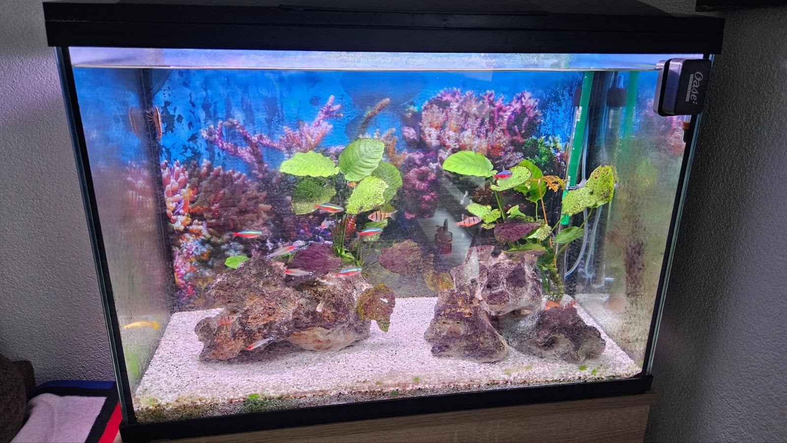 Super fish 100 met vissen en kastje, Dieren en Toebehoren, Ophalen