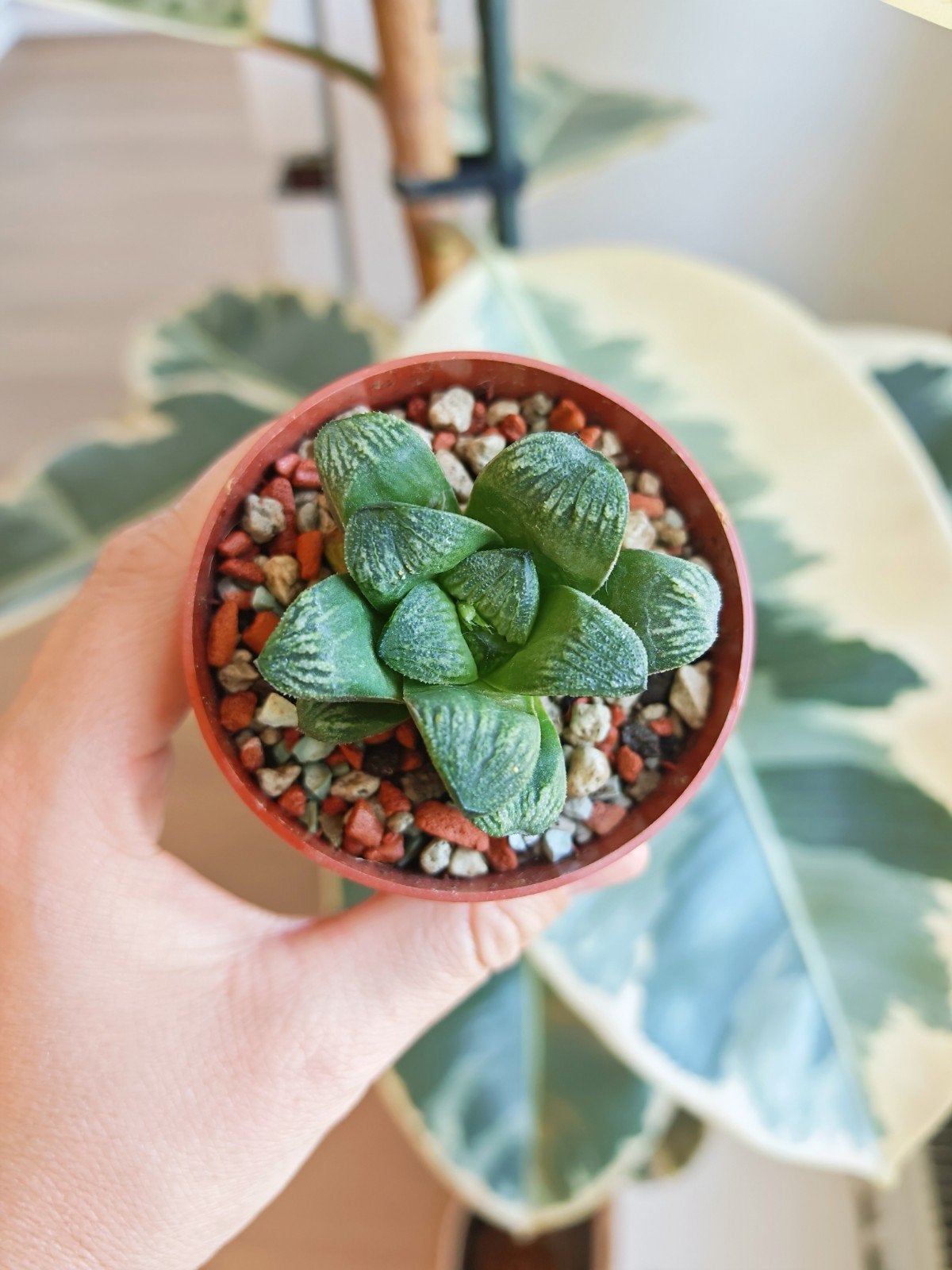Haworthia hybrid succulent, Ophalen of Verzenden, Halfschaduw, Minder dan 100 cm
