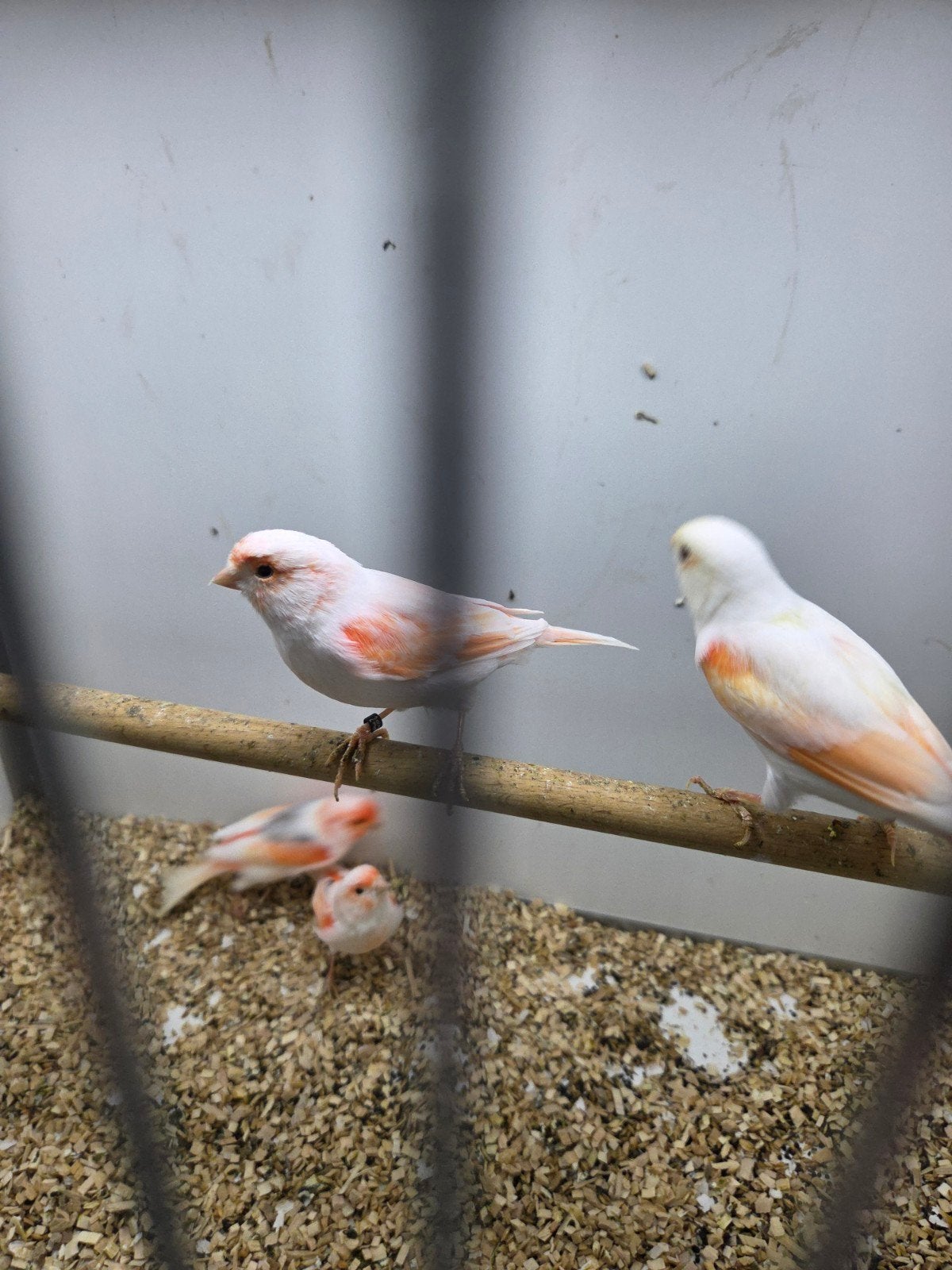 rood mozaiek kanaries, Dieren en Toebehoren