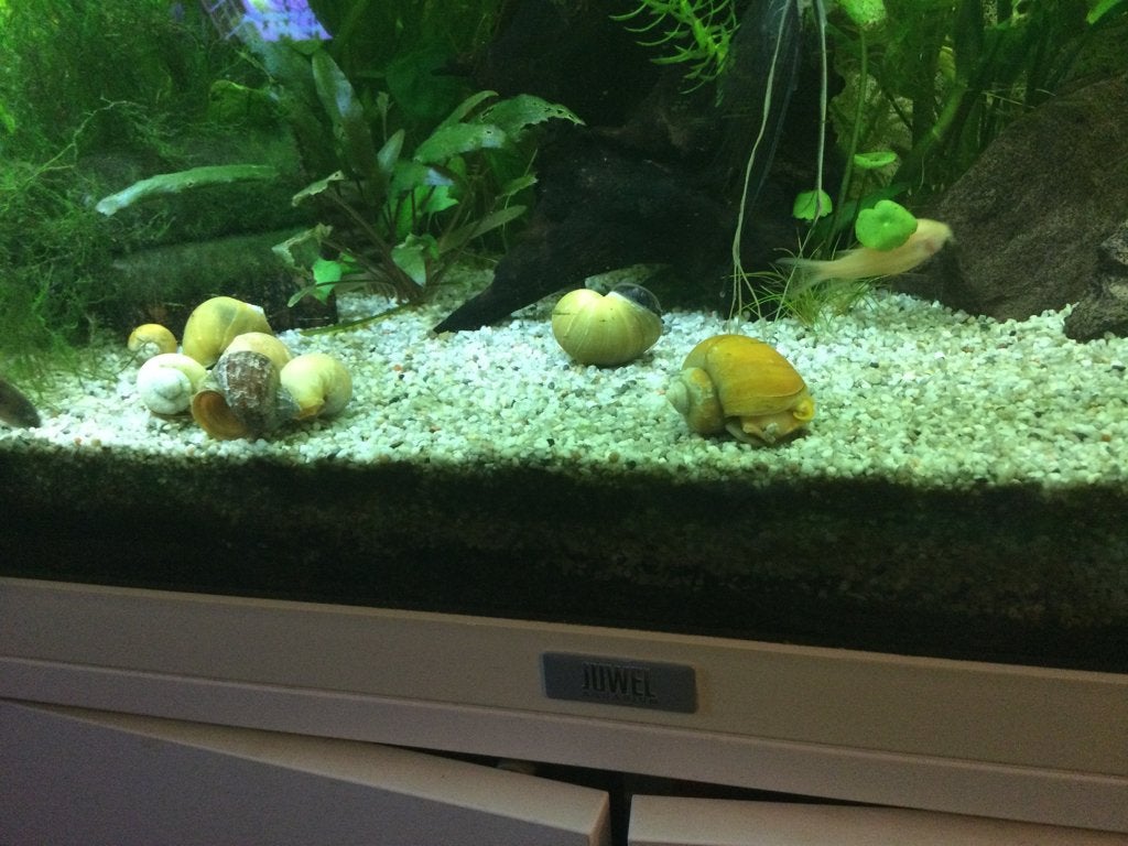 Appel slakken, Slak of Weekdier, Zoetwatervis