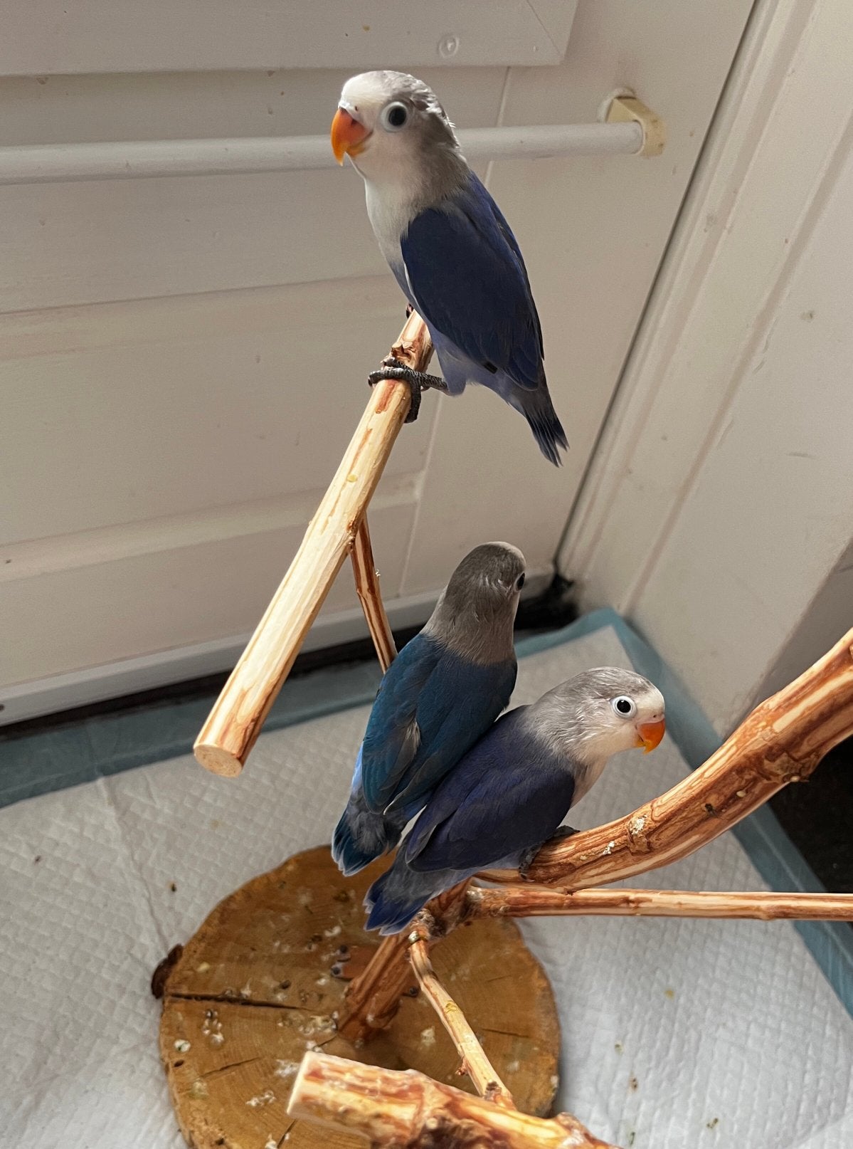 3 Jonge Agaponis Fischer Hand Getemd, Geslacht onbekend, Dwergpapegaai of Agapornis, Tam
