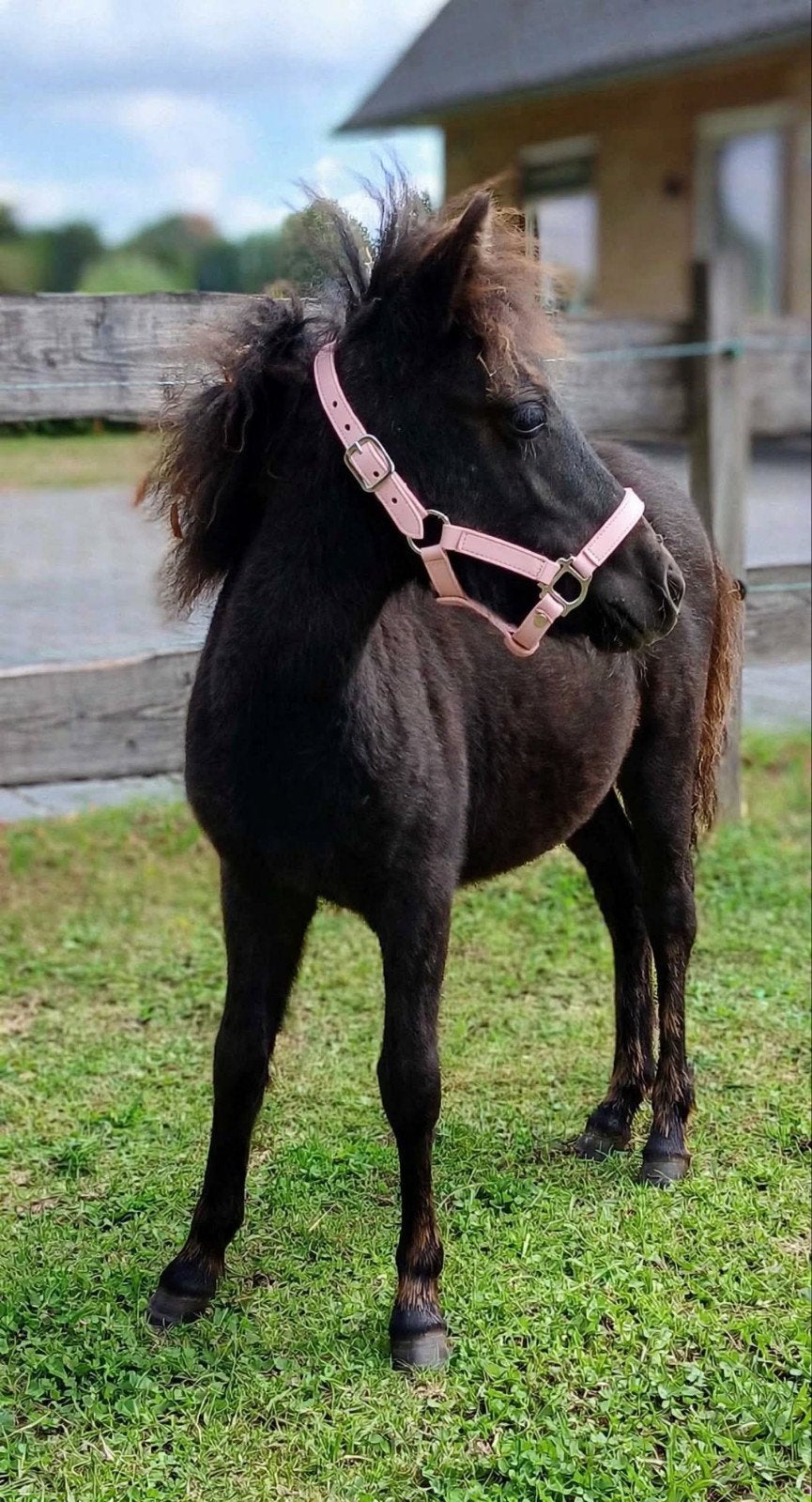 super leuk merrie veulen, Merrie, A pony (tot 1.17m), Met stamboom, 0 tot 2 jaar