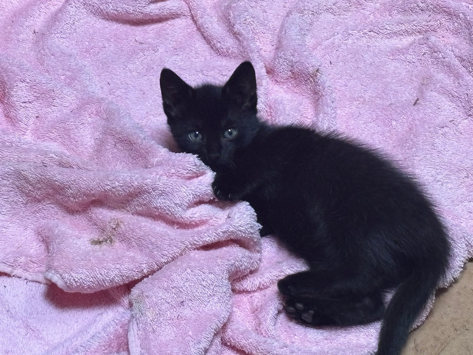 Kittens zoeken een fijn huis!, Dieren en Toebehoren, Meerdere dieren, 0 tot 2 jaar