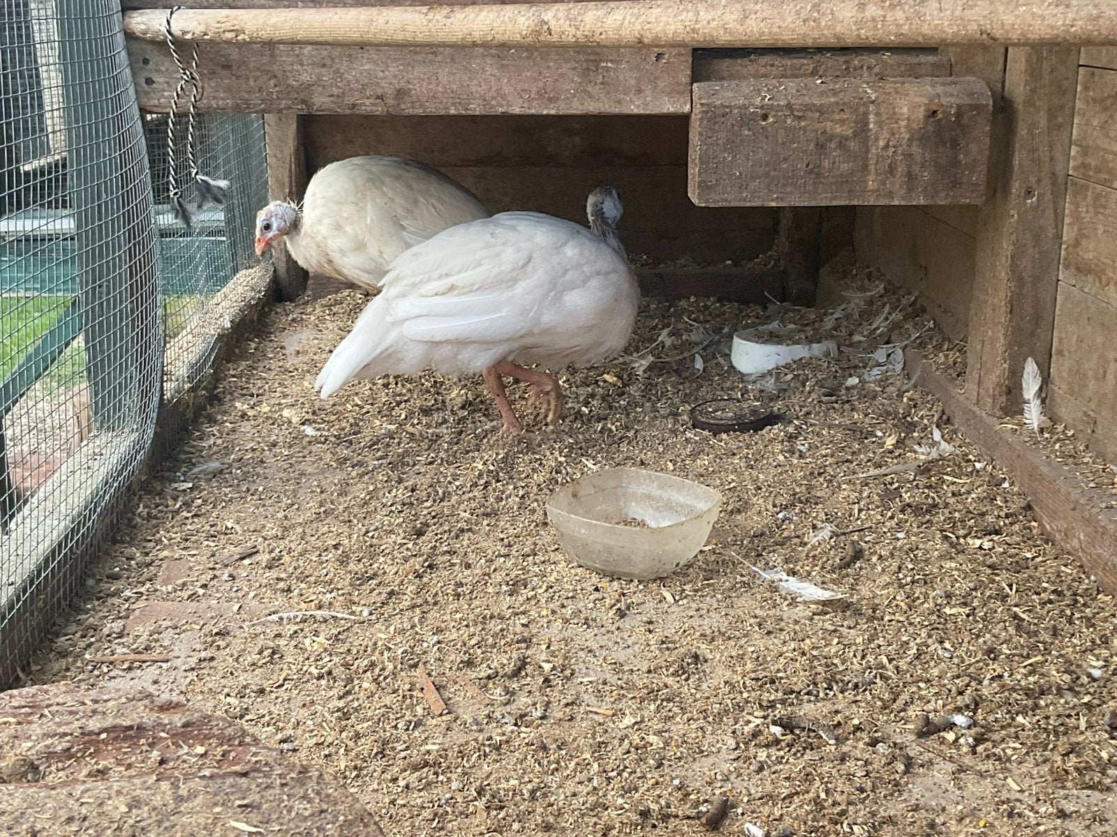 Parelhoenders/poelepetaat, Dieren en Toebehoren, Meerdere dieren