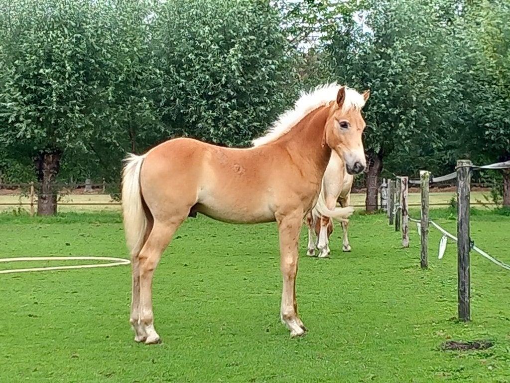 Te koop haflinger hengstveulen, Minder dan 160 cm, Met stamboom, Niet van toepassing, 0 tot 2 jaar