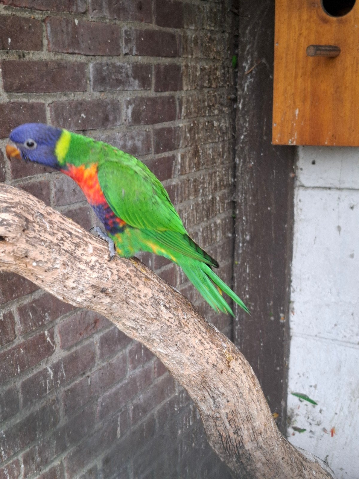 Lori van blauwe bergen, Dieren en Toebehoren, Vogels | Parkieten en Papegaaien, Geslacht onbekend, Papegaai