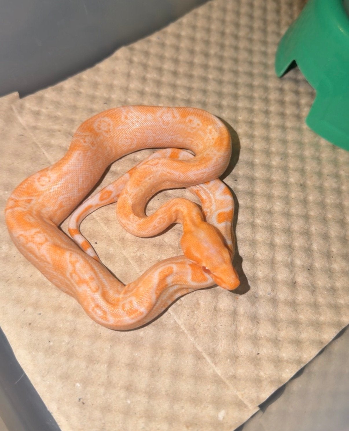 Albino leopard boa constrictor Boa Constrictor - unknown for sale from j.b