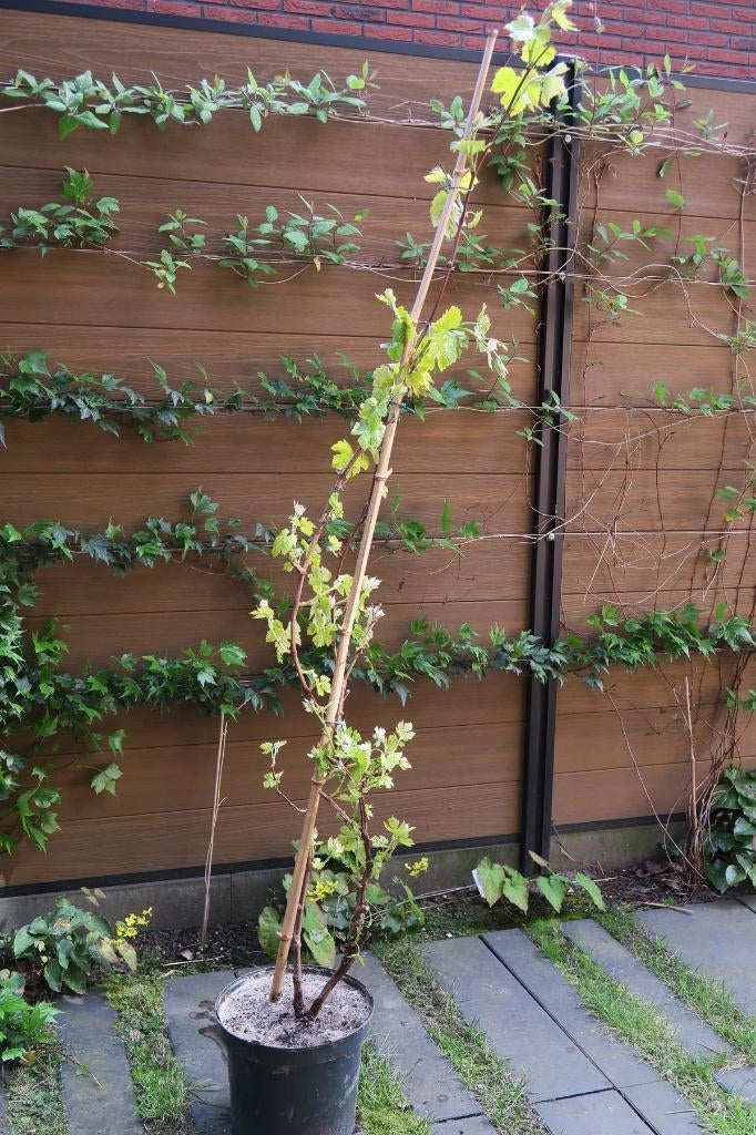 Blauwe druif 4jr oud in bloei 180cm hoog, Ophalen, Volle zon, Vaste plant, Fruitplanten