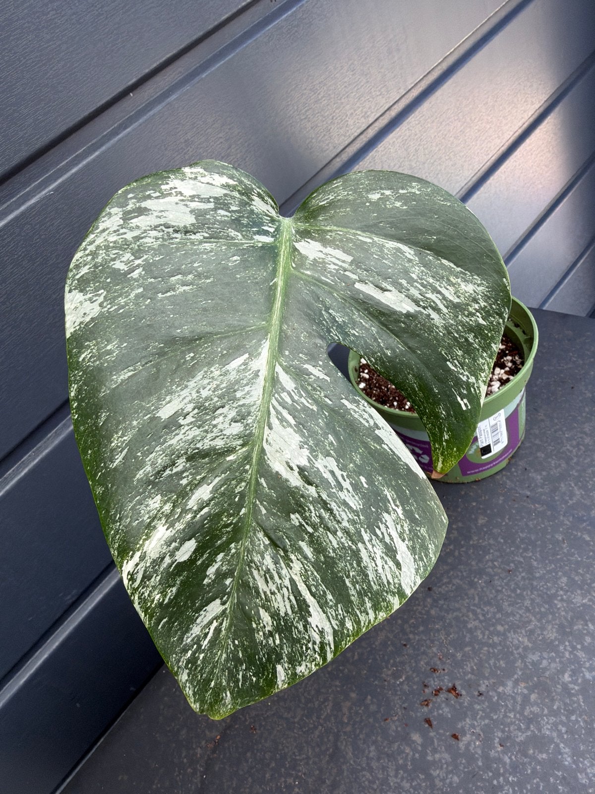 Monstera Albo Variegata met actief groei punt, Vaste plant, Bloeit niet, Halfschaduw, Ophalen