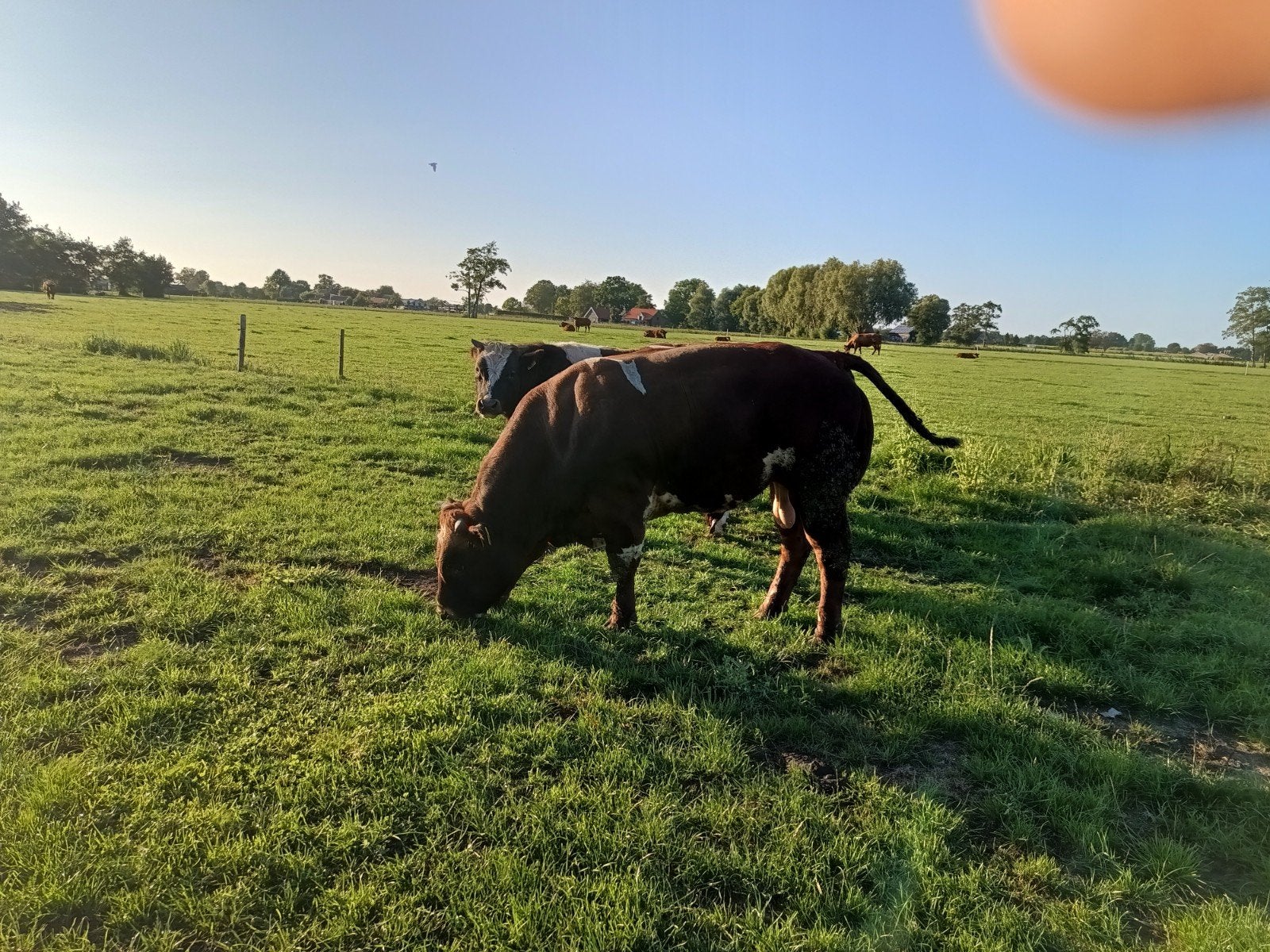 Super dikbilstieren., Dieren en Toebehoren, Runderen, Meerdere dieren