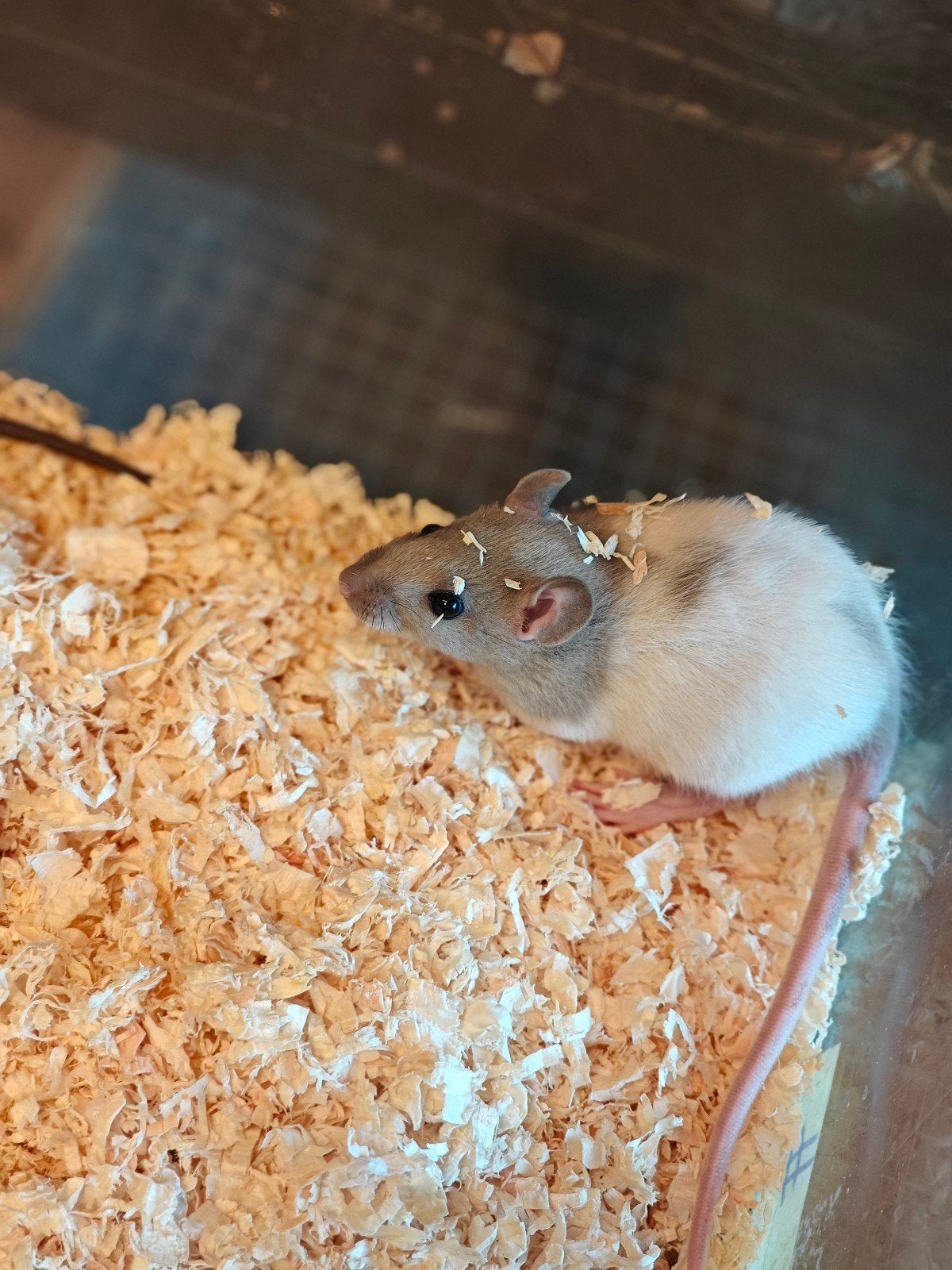 4 tamme rittens vrouw te koop #, Rat, Vrouwelijk, Mei, Tam