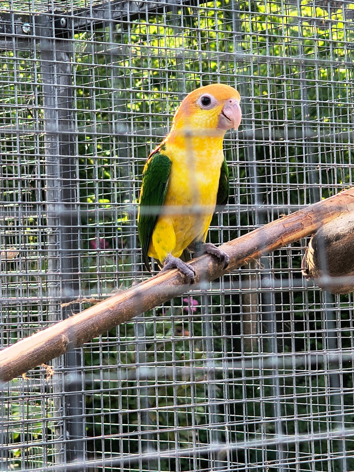 Jonge Roestkop caique, Dieren en Toebehoren, Geslacht onbekend, Parkiet, Geringd