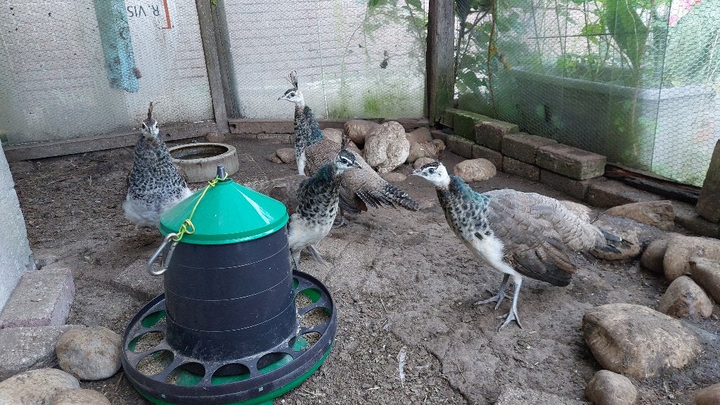 pauwen, Meerdere dieren, Overige soorten