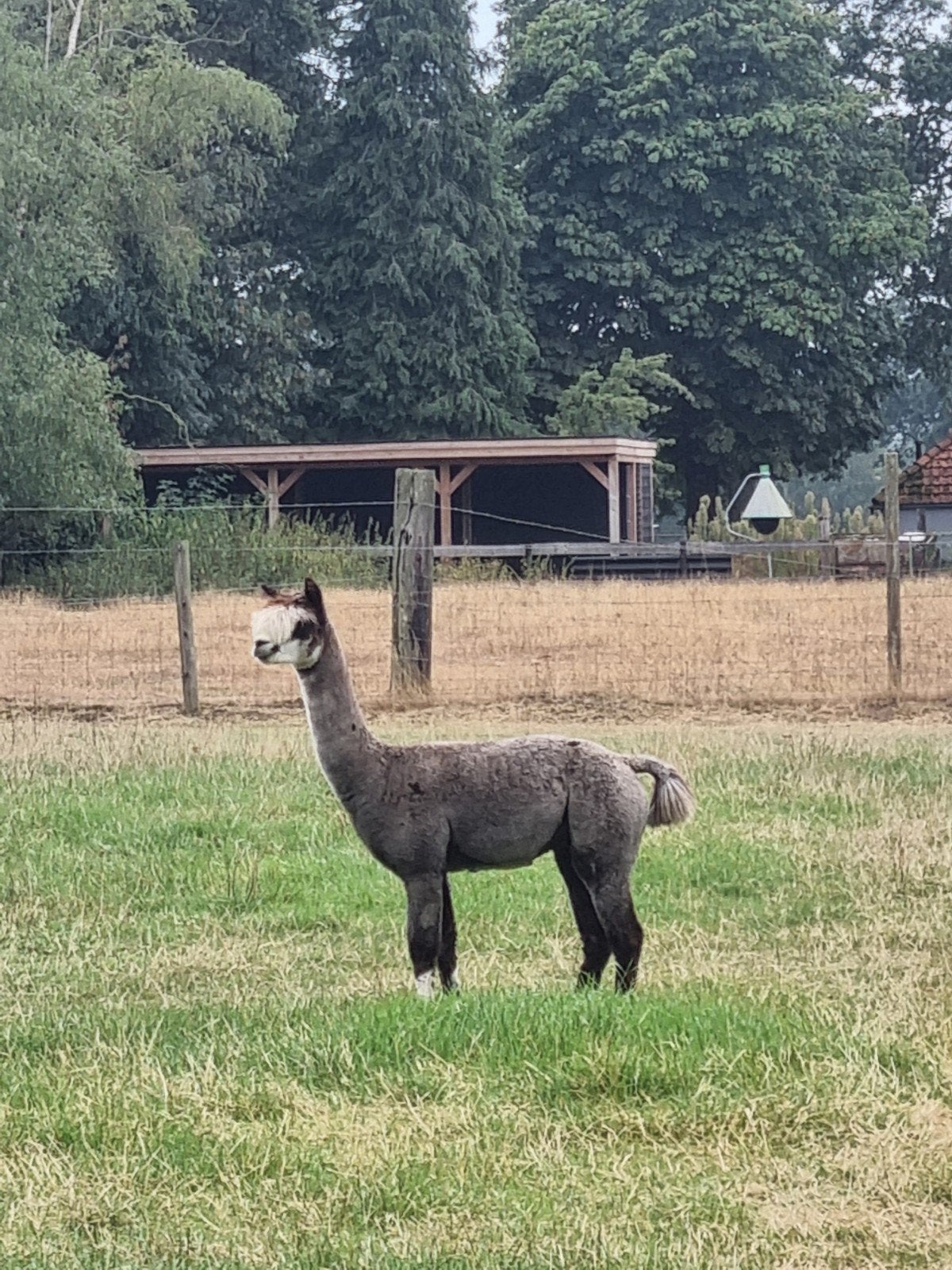 prachtige alpaca dekhengst, Mei, Mannelijk